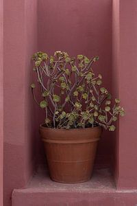 Vetplant in terracotta pot stilleven van Michelle Jansen Photography