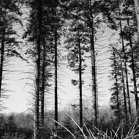 Bomen in de natuur by Jeroen Götz