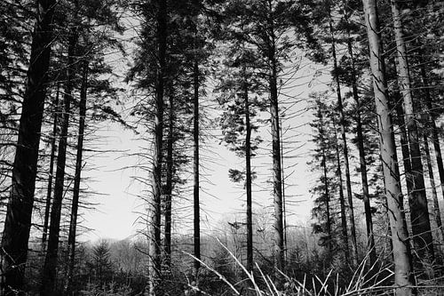 Bomen in de natuur van Jeroen Götz