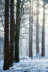 Bomen