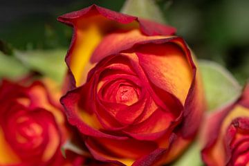 Feuerwerk einer Rose mit einem Neujahrswunsch für 2023 von Jolanda de Jong-Jansen