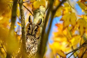 Waldohreule, die im Herbst in einem Baum sitzt