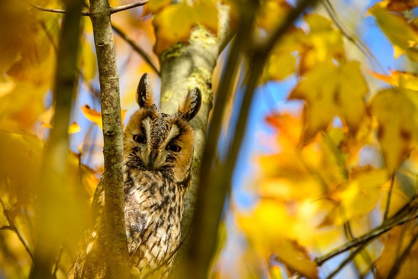 Waldohreule, die im Herbst in einem Baum sitzt von Sjoerd van der Wal Fotografie