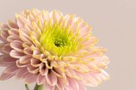 Pink Flower by Randy Riepe thumbnail
