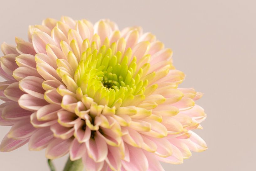 Roze bloem van Randy Riepe