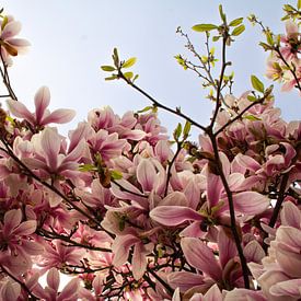 Magnolia Spring van Carla van Dulmen