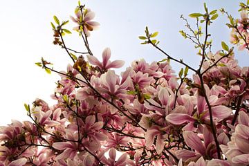 Magnolia Spring sur Carla van Dulmen