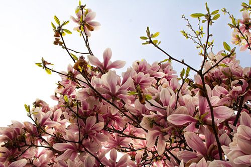 Magnolia Spring