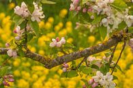 Blossom by Moetwil en van Dijk - Fotografie thumbnail