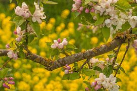 Blossom by Moetwil en van Dijk - Fotografie