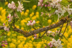 Blüte von Moetwil en van Dijk - Fotografie