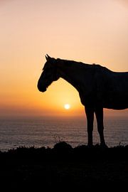 Horse Silhouette by the Sea and Sunset by Femke Ketelaar
