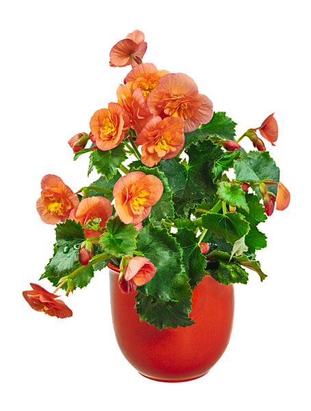 Orange blühende Begonien im Blumentopf auf weißem Hintergrund von ManfredFotos