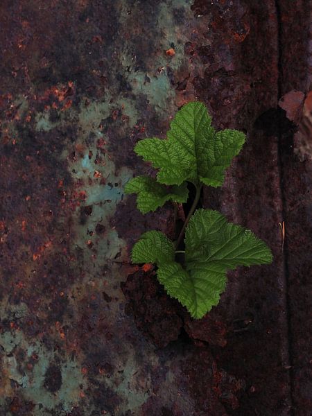 Un jeune arbre pousse sur une épave de voiture par Helene Ketzer