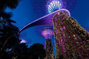 Supertree Grove, Singapore van Jan Schuler