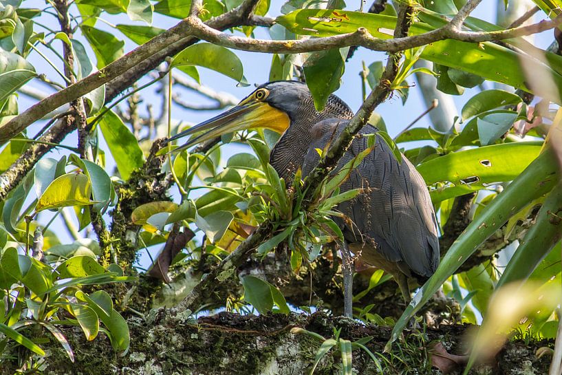 Tropical bird in Guatemala by Joost Winkens