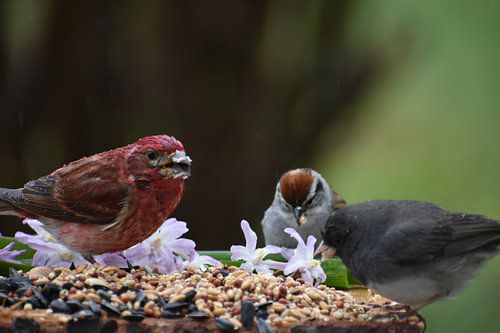 Vogels bij de tuinvoederbak in het voorjaar