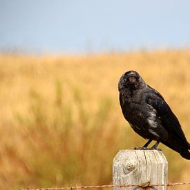 crow by Geert Heldens