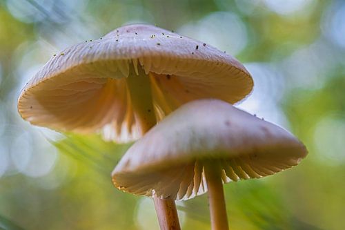 zwei Porzellan Champignons mit Hintergrundbeleuchtung