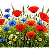 Coquelicots, bleuets, céréales et herbes sauvages sur AidasignArt