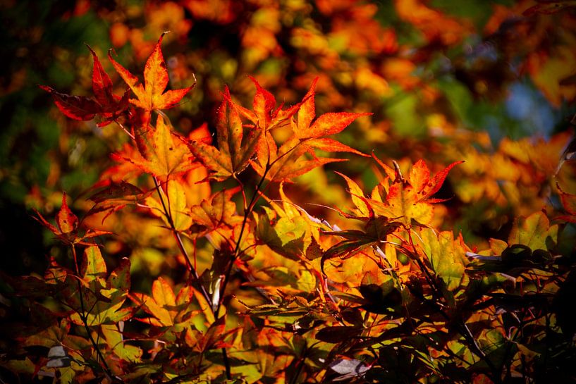 Feuilles d'automne sur l'arbre sur FotoGraaG Hanneke