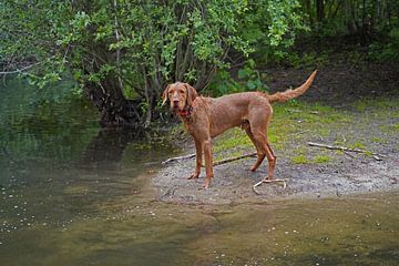 Waterspelletjes aan het meer met een bruine Magyar Vizsla draadhaar. van Babetts Bildergalerie