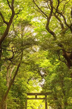 Yoyogi Park - Tokyo (Japan) by Marcel Kerdijk