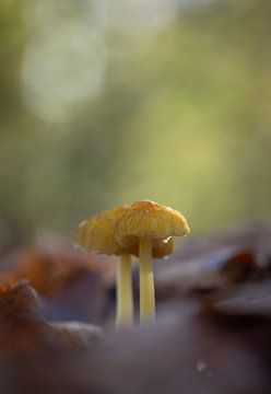 Hallo herfst ! van Ingrida Marunovaite