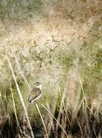 Meadow bird