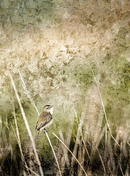 Meadow bird van Gitta Reiszner