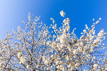 Bloeiende fruitboom in de lente van Werner Dieterich