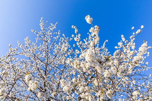Bloeiende fruitboom in de lente van Werner Dieterich