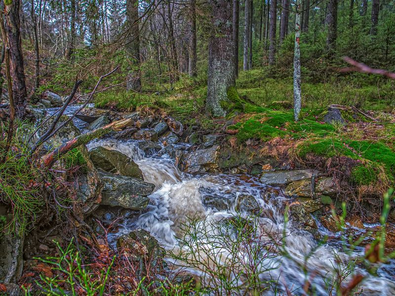 Stromend River Tussen Omgevallen Takken van Nature Life Ambience