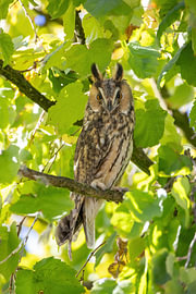 Long-eared owl by Erik Veltink fotografie