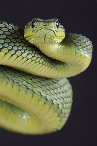 Vipère arboricole de Nitsche (Atheris nitschei)