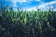 Nederlands landschap met blauwe lucht boven een maisveld van Suzanne Schoepe thumbnail