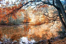 Herfst sur Wilma van der Togt