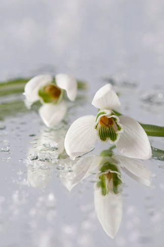 Sneeuwklokjes (Galanthus nivalis)