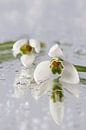 Sneeuwklokjes (Galanthus nivalis) van Tamara Witjes thumbnail