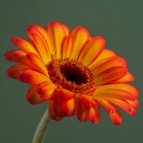 Warme Farben: Die sonnige Gerbera im Grünen von Marjolijn van den Berg