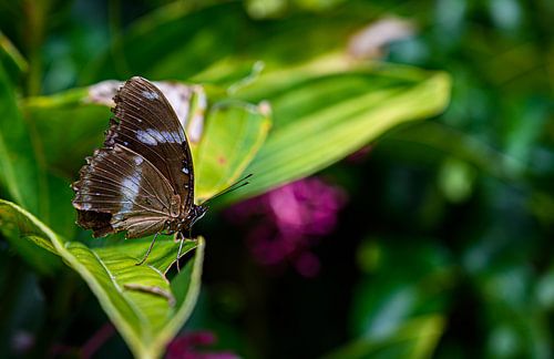 Schmetterling auf Blatt