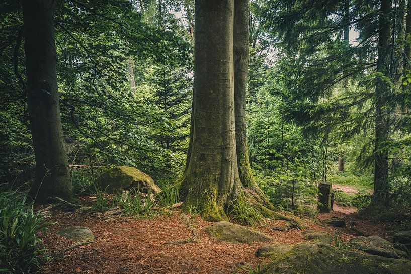Black Forest VI by rosstek ®