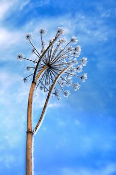 A dried hogweed covered with hoarfrost. Wout Kok One2expose by Wout Kok