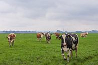 koeien in weiland van Daphne Kleine thumbnail