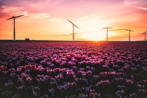Tulipes et moulins à vent