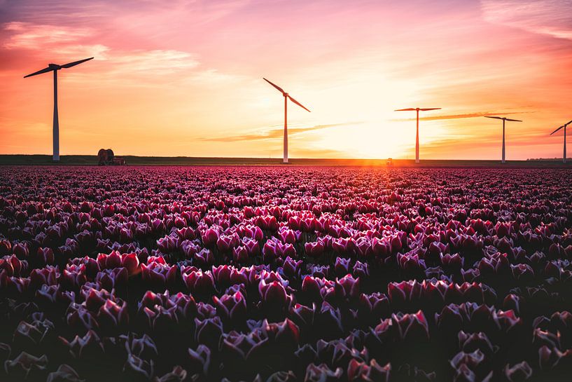 Tulips and Windmills by rosstek ®