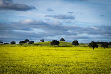 Yellow Hills von Scheev fotografie: Wilma Sloot