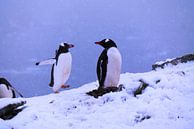 Nesting gentoo penguins at Antartica by Jânio Tjoe-Awie thumbnail