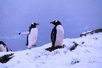Nesting gentoo penguins at Antartica