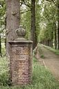 Avenue on Oldenaller estate in Putten with old stone column by Mayra Fotografie thumbnail